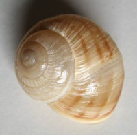 Helix pomacea , Mousson, 1834